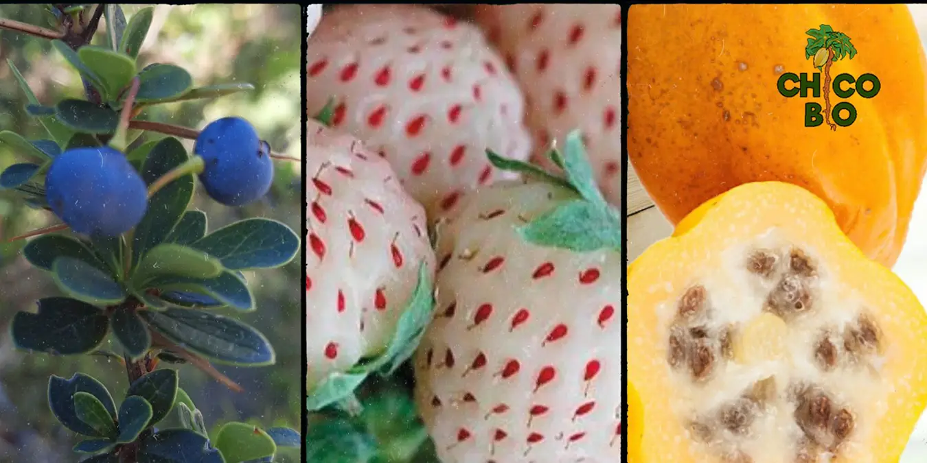 frutillas chicobio
